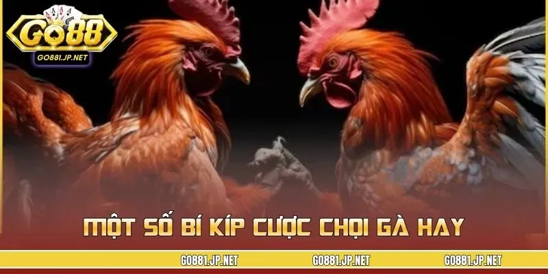 Một số bí kíp cược chọi gà hay, nhiều cao thủ áp dụng